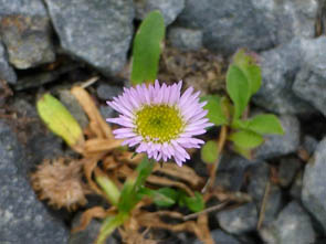 Erigeron uniflorus